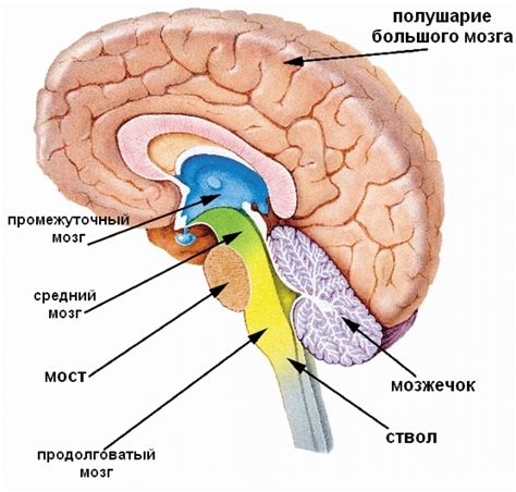 Центральный мозг: строение и задачи