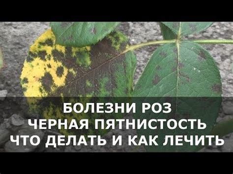 Чернение и отмирание стеблей: признаки угасания розы