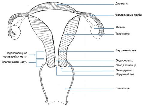 Что такое C r colli uteri