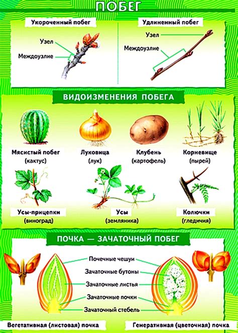 Шаг 5: Украшение стебля и формирование листьев