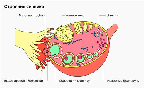 Этап выхода яйцеклетки из яичника