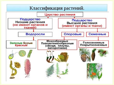 Эффективные принципы корректной установки зеленого природного органа растительного организма