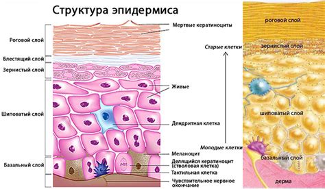 Эффект воздействия водного давления на эпидермис и мышцы