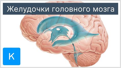 Явные признаки нарушения нормальной работы головного мозга у детей