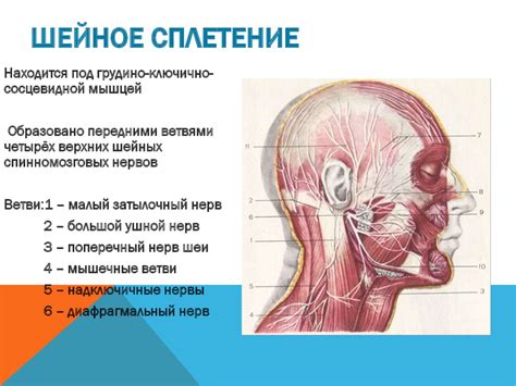  Влияние неправильного рациона на возникновение раздражений в области шеи 