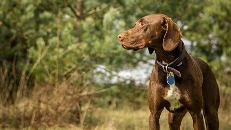  Внимательно следите за поведением и состоянием шерсти вашего питомца 