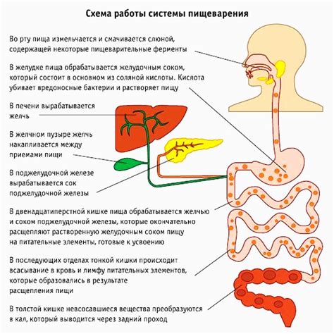  Значение левой стороны в поддержании пищеварительного процесса 