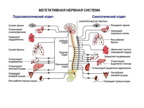  Многообразие факторов возникновения функциональных расстройств автономной нервной системы 