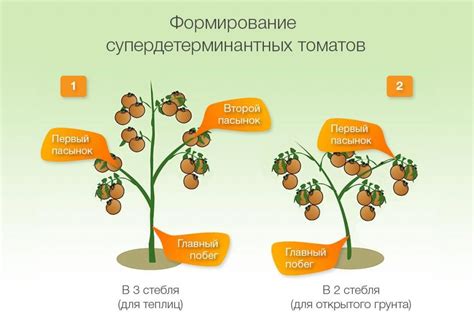  Популярные способы эксплуатации семенных плодов в разнообразных кулинарных композициях 