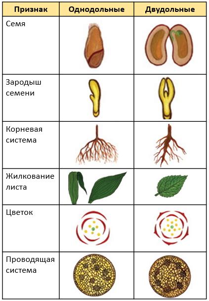  Проверка условий для содержания растения 