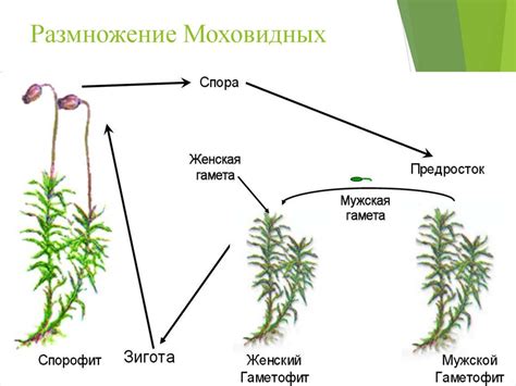  Процесс формирования спор у спорофитов мхов
