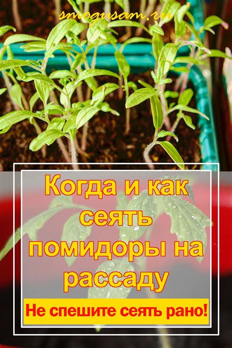  Проявление влияния патогенных бактерий или грибковых инфекций на рассаду помидор 