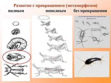  Регулярное и систематическое удаление насекомых
