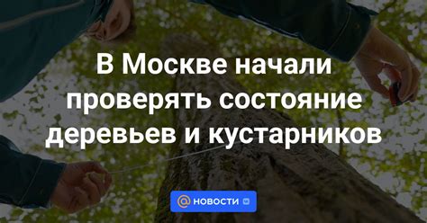  Регулярно проверять состояние когтей и контролировать их рост 