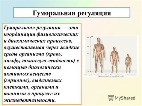  Роль белковых фабрик в регуляции биохимических процессов и обмене веществ 