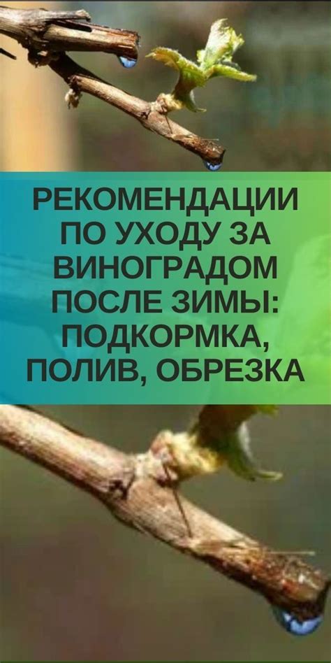  Советы по уходу за очиткой: полив, подкормка и обрезка 