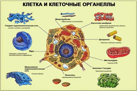  Структура и место рибосом в клетке 